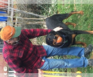 Rottweiler Dogs for adoption in Sandy, UT, USA