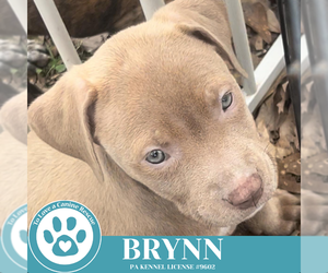 American Pit Bull Terrier-Unknown Mix Dogs for adoption in Kimberton, PA, USA