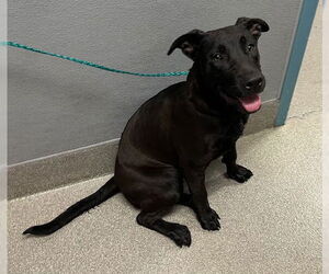 Labrador Retriever-Unknown Mix Dogs for adoption in Las Vegas, NV, USA