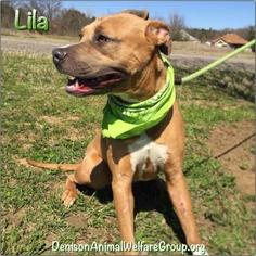 Bullboxer Pit Dogs for adoption in Denison, TX, USA