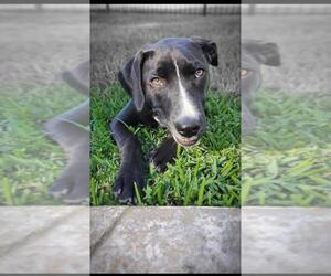 Labrador Retriever-Unknown Mix Dogs for adoption in Grafton, WI, USA