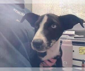Mutt Dogs for adoption in Tulsa, OK, USA