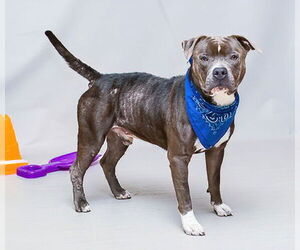 American Staffordshire Terrier-Unknown Mix Dogs for adoption in Sanford, FL, USA