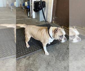 American Pit Bull Terrier Dogs for adoption in Stockton, CA, USA
