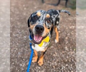Catahoula Leopard Dog Dogs for adoption in Waterford, VA, USA