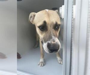 Labrador Retriever-Unknown Mix Dogs for adoption in Houston, TX, USA