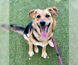 Siberian Husky Dogs for adoption in Salinas, CA, USA