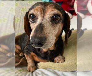 Dachshund Dogs for adoption in Fruitland, SC, USA