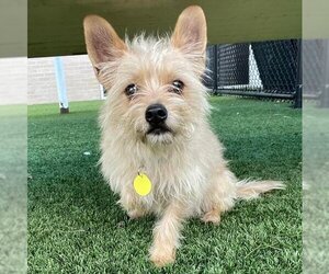 Cairn Terrier Dogs for adoption in Denton, TX, USA