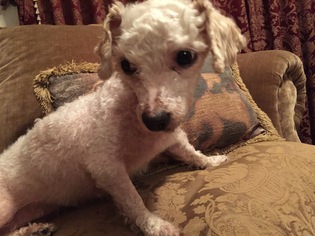Poodle (Toy) Dogs for adoption in Long Beach, CA, USA