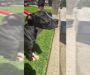 American Pit Bull Terrier Dogs for adoption in Houston, TX, USA