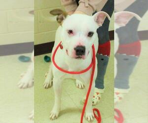 American Pit Bull Terrier Dogs for adoption in Waynesboro, PA, USA