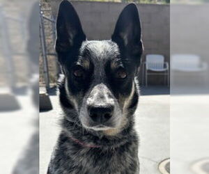 Mutt Dogs for adoption in Salinas, CA, USA