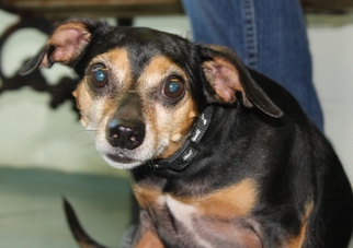 Miniature Pinscher Dogs for adoption in Waynesboro, PA, USA