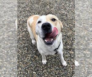 American Staffordshire Terrier-Unknown Mix Dogs for adoption in Palmetto, FL, USA