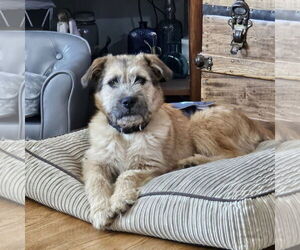 Mutt Dogs for adoption in New London, WI, USA