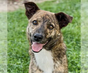 Mountain Cur-Whippet Mix Dogs for adoption in Batavia, OH, USA