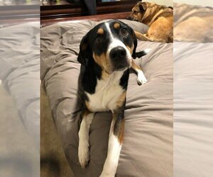 Greater Swiss Mountain Dog Dogs for adoption in Fort Collins, CO, USA