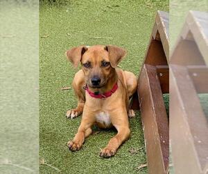 Labrador Retriever-Unknown Mix Dogs for adoption in Dedham, MA, USA