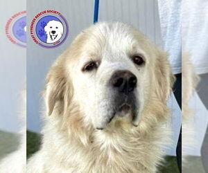 Great Pyrenees Dogs for adoption in Spring, TX, USA