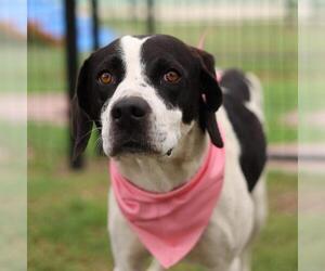 Mutt Dogs for adoption in San Antonio, TX, USA
