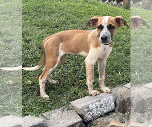 Coonhound-Unknown Mix Dogs for adoption in Parker Ford, PA, USA