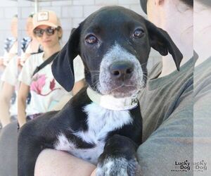 Boxer-Unknown Mix Dogs for adoption in Washington, DC, USA