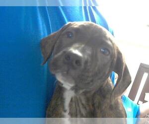 American Pit Bull Terrier-Unknown Mix Dogs for adoption in Fayetteville, NC, USA