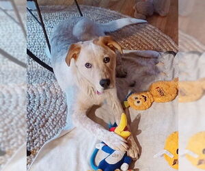 Labrenees Dogs for adoption in Genesee, WI, USA