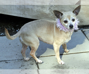 Chihuahua Dogs for adoption in Siler City, NC, USA