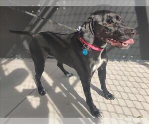 German Shorthaired Lab Dogs for adoption in Fort Collins, CO, USA