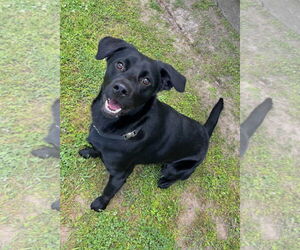 Mutt Dogs for adoption in Rockaway, NJ, USA
