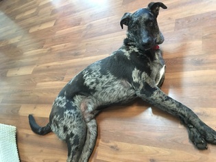 Catahoula Leopard Dog Dogs for adoption in bloomington, IL, USA