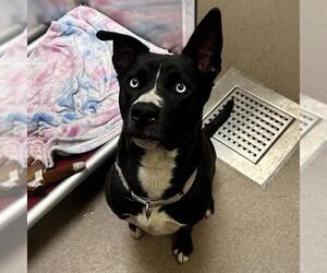 Siberian Husky-Unknown Mix Dogs for adoption in Denver, CO, USA