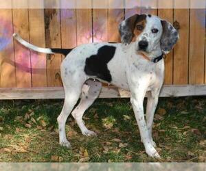 Treeing Walker Coonhound Dogs for adoption in West Valley, UT, USA