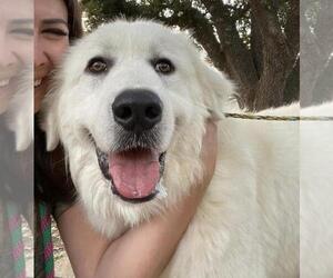 Great Pyrenees Dogs for adoption in Houston, TX, USA