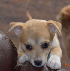 Alaskan Husky-Chihuahua Mix Dogs for adoption in Prosser, WA, USA