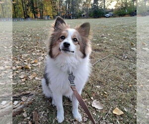 Pomeranian-Unknown Mix Dogs for adoption in Farmington, MN, USA