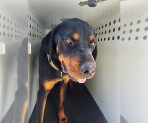 Rottweiler Dogs for adoption in Bakersfield, CA, USA