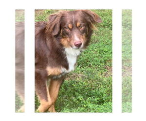 Australian Shepherd Dogs for adoption in Mooresville, NC, USA