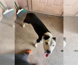 American Staffordshire Terrier-Unknown Mix Dogs for adoption in San Antonio, TX, USA