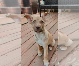 Australian Shepherd-Unknown Mix Dogs for adoption in Simsbury, CT, USA