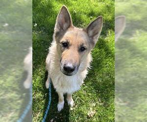 German Shepherd Dog Dogs for adoption in Woodland, CA, USA