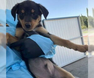 German Shepherd Dog Dogs for adoption in Fremont, CA, USA