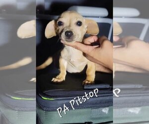 Dachshund Dogs for adoption in Shillington, PA, USA