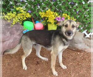 German Shepherd Dog-Unknown Mix Dogs for adoption in Oklahoma City, OK, USA