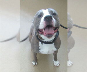 American Pit Bull Terrier Dogs for adoption in Derwood, MD, USA