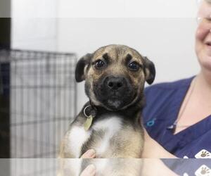 American Pit Bull Terrier-Unknown Mix Dogs for adoption in Mountain Home, AR, USA