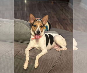 Jack Russell Terrier-Unknown Mix Dogs for adoption in Westwood, NJ, USA