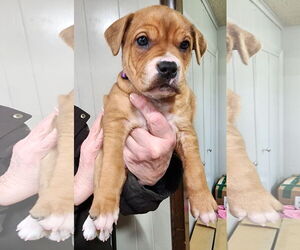 American Pit Bull Terrier-Labrador Retriever Mix Dogs for adoption in Clarkston, MI, USA